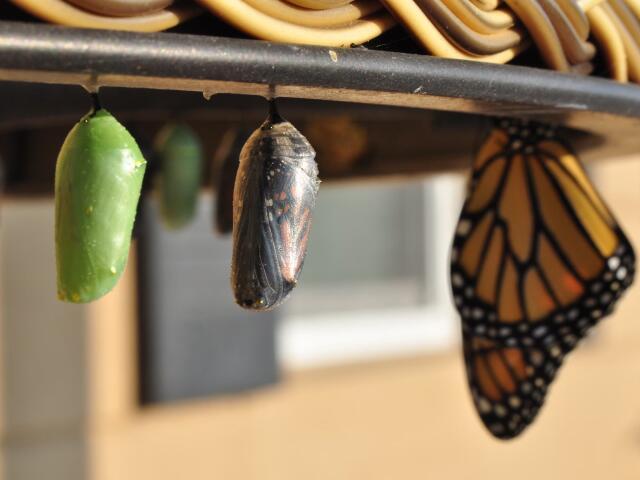 İş kesintisi olmadan sorunsuz AI benimseme